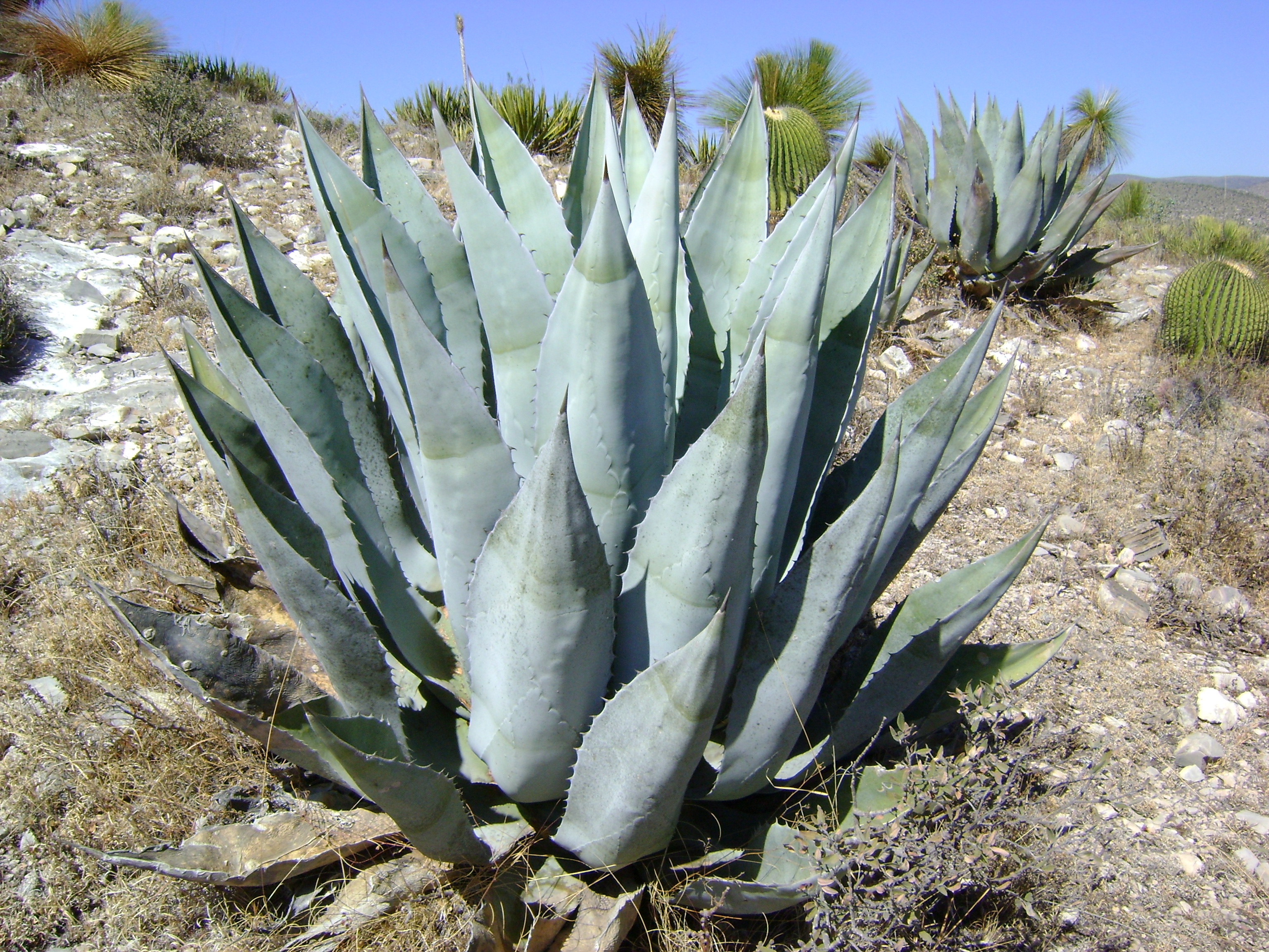 Agave Aspérrima - Maguey Cenizo