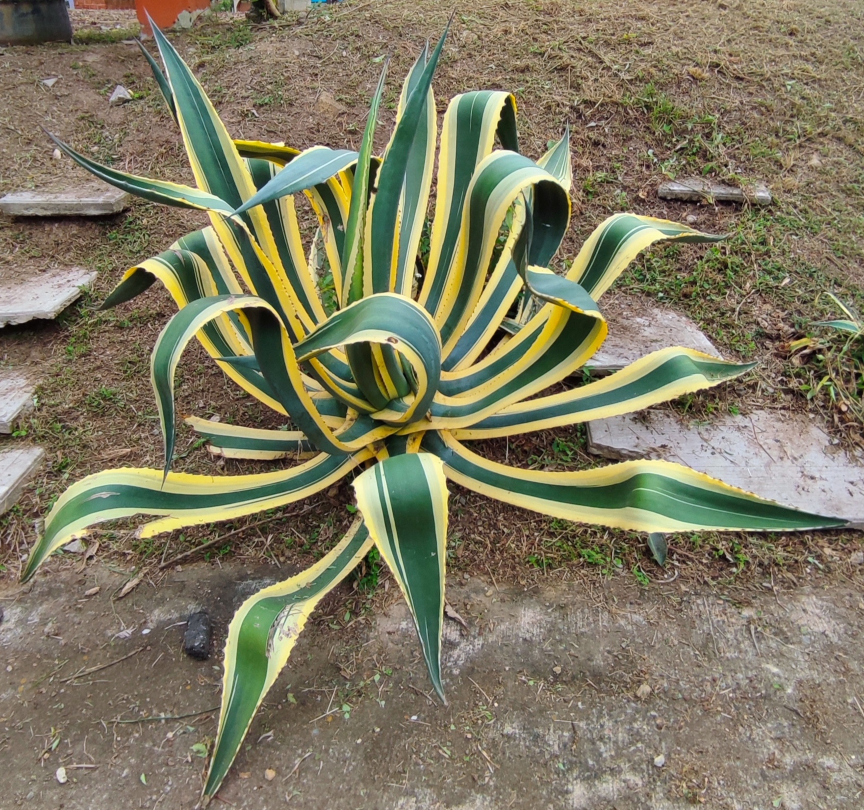 Agave Americana - Maguey Pintillo
